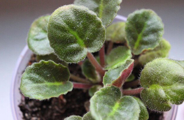 Foglie pelose di una giovane pianta di violetta d'interno vista da vicino