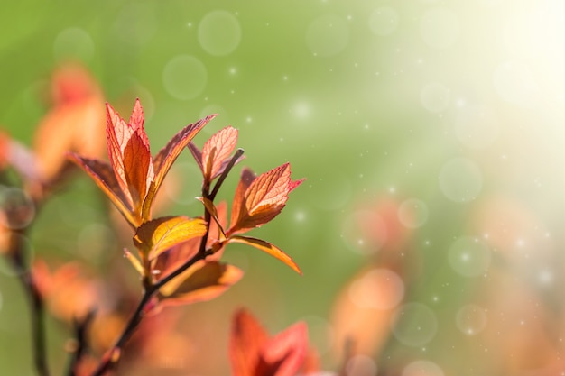 Foglie primaverili che fioriscono sui cespugli.