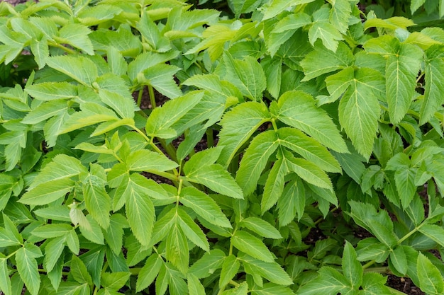 Foglie primaverili di Angelica archangelica pianta Pianta medicinale