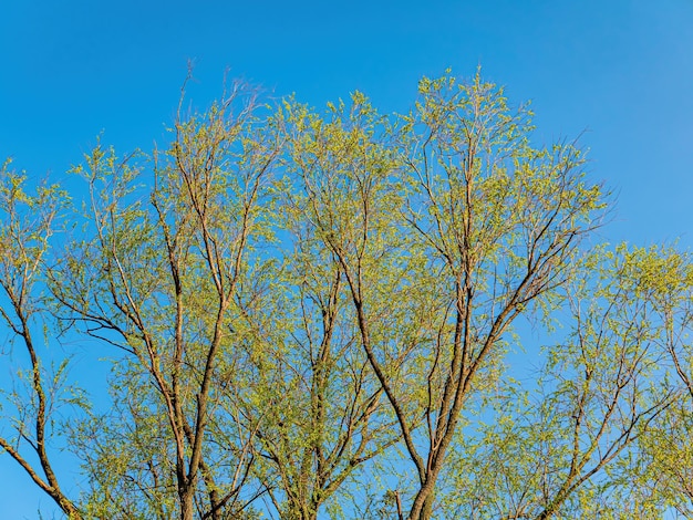 Foglie primaverili di rami di albero di salice figa su uno sfondo di cielo blu