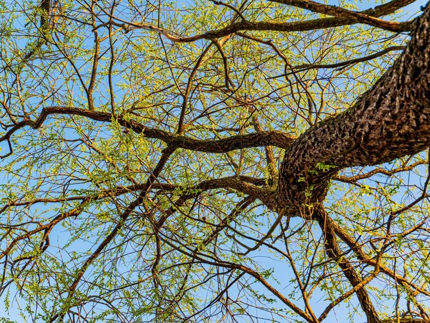 Foglie primaverili di rami di albero di salice figa su uno sfondo di cielo blu