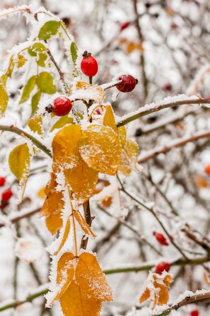 Foglie ricoperte di brina e neve da vicino