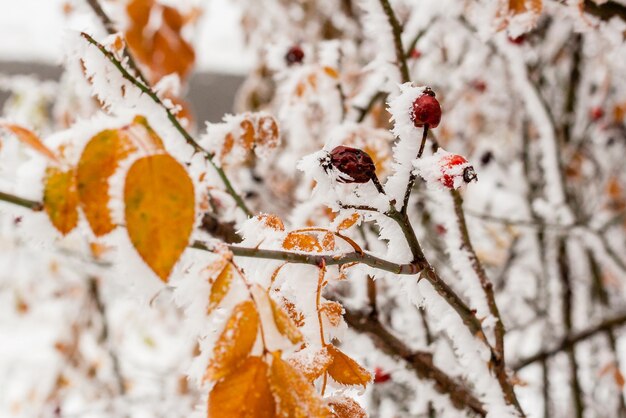 Foglie ricoperte di brina e neve da vicino