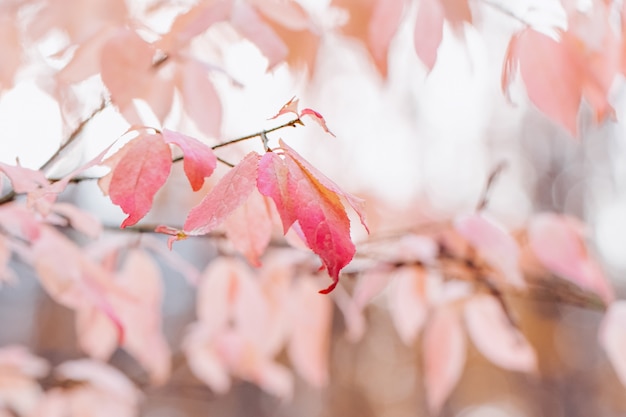 Foglie rosa su sfondo sfocato