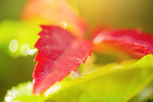 Foglie rosse autunnali alla luce del sole Bella parte focale sulla foto macro foglia