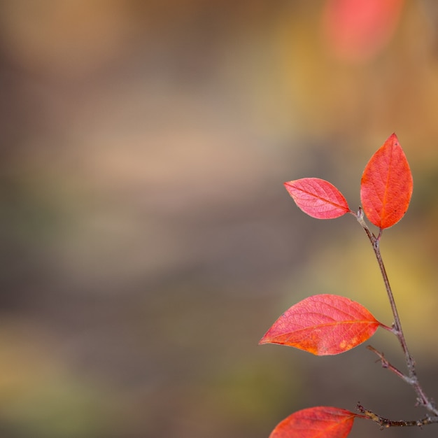 Foglie rosse autunnali