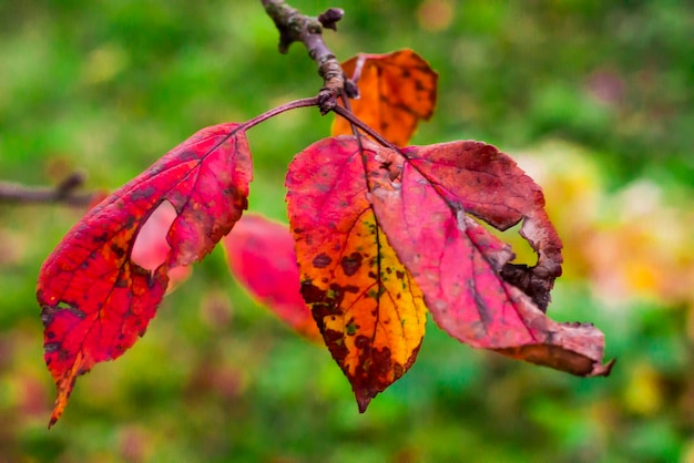 Foglie rosse d'autunno nella foresta