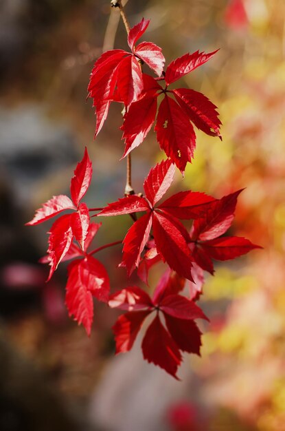 Foglie rosse d'uva selvatica