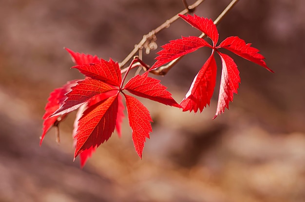 Foglie rosse d'uva selvatica