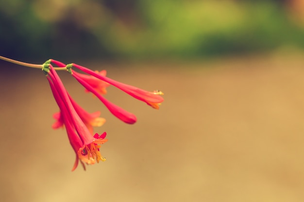 Foglie rosse del fiore del fiore in una fine del giardino su