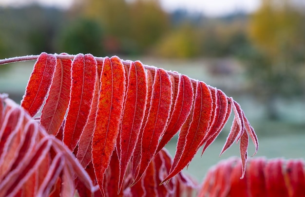 Foglie rosse dell'albero dell'aceto nel gelo mattutino di primavera