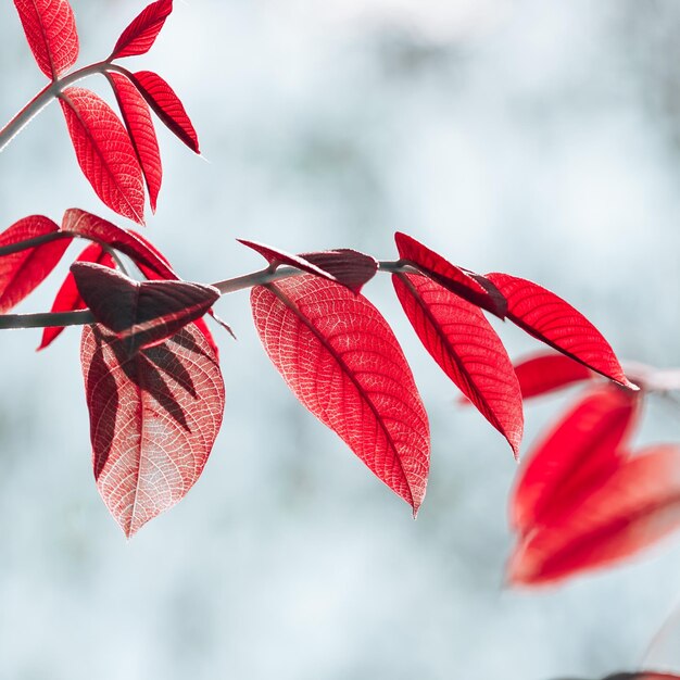 Foglie rosse dell'albero nella stagione autunnale