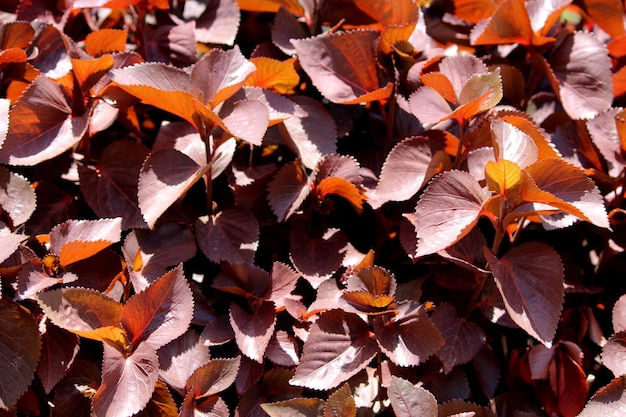 Foglie rosse dell'albero selvatico