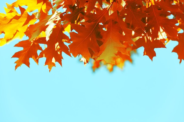 Foglie rosse di autunno contro il cielo blu