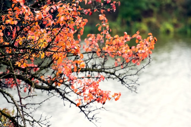 Foglie rosse di autunno su un albero vicino al fiume