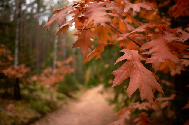 Foglie rosse di autunno sulla strada nella foresta.