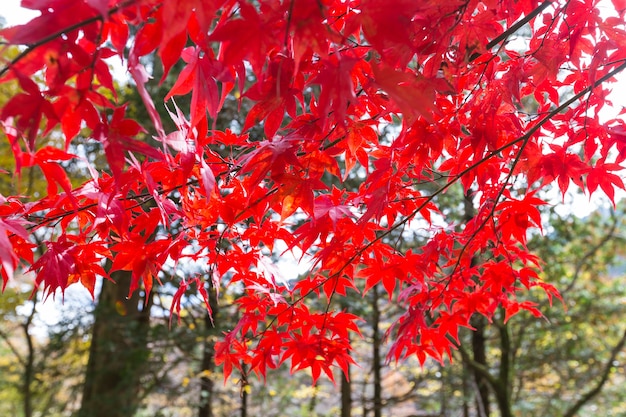 Foglie rosse di autunno