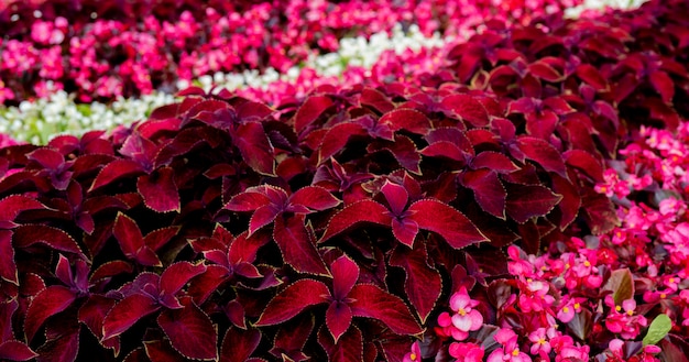 Foglie rosse di piante. Trama di superficie fogliare.