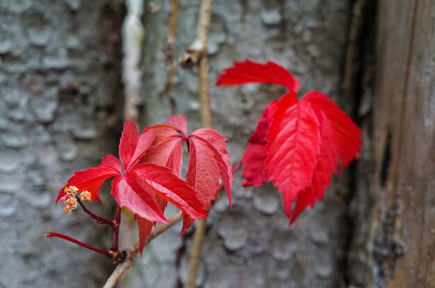 Foglie rosse di uva selvatica in autunno