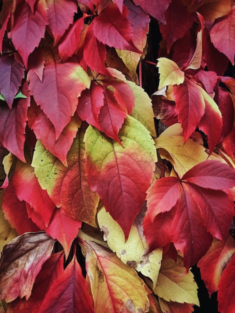 Foglie rosse di uva selvatica.