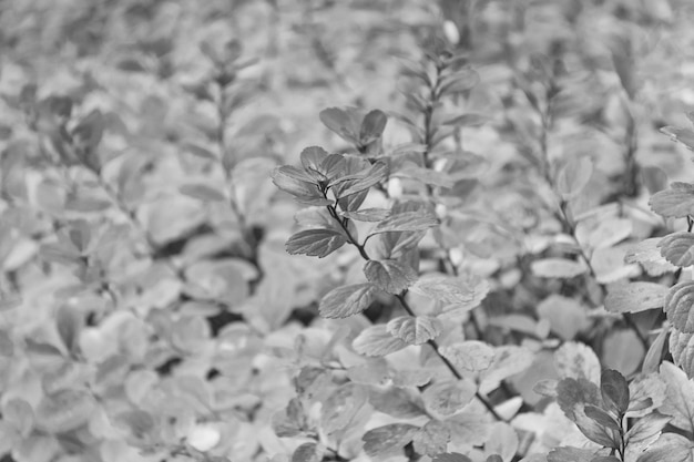 Foglie rosse e colorate ramo da vicino Stagione autunnale Foglie autunnali colorate Concetto di fogliame autunnale Il fenomeno del colore delle foglie autunnali colpisce normalmente le foglie verdi assumono varie sfumature di rosso