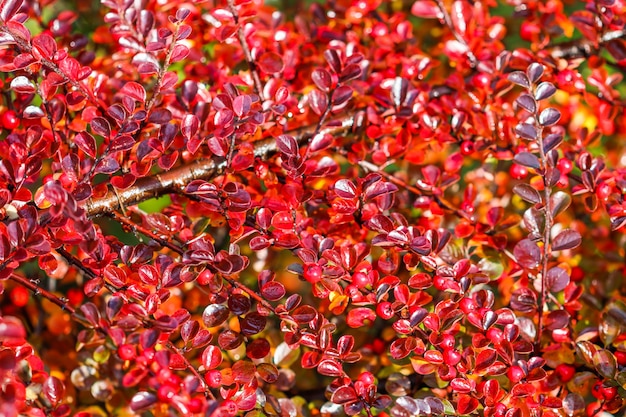 Foglie rosse e frutti sui rami di un cespuglio orizzontale di cotoneaster nell'autunno del giardino colorato