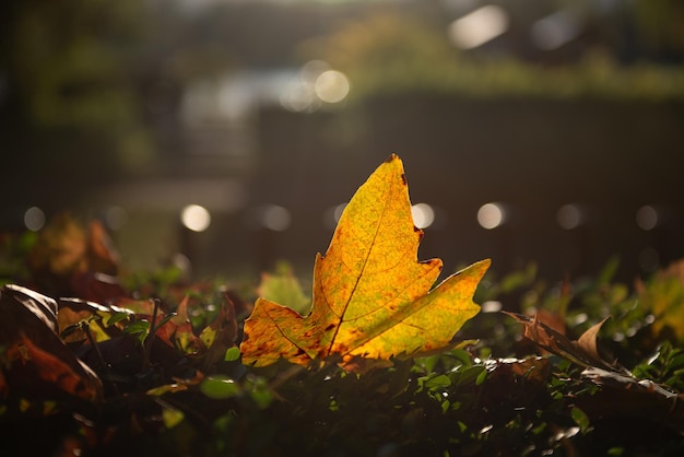 Foglie rosse e gialle in un soleggiato giorno d'autunno