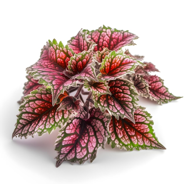 Foglie rosse e rosa di coleus isolate su sfondo bianco