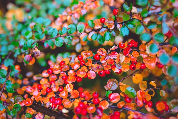 Foglie rosse e verdi di crespino Berberis thunbergii Atropurpurea dopo la pioggia. Bellissimo sfondo colorato autunnale.