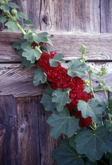 Foglie rosse e verdi su sfondo di legno