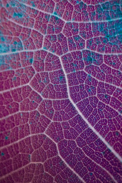 foglie rosse e viola delle vene delle foglie nella stagione autunnale sfondo astratto