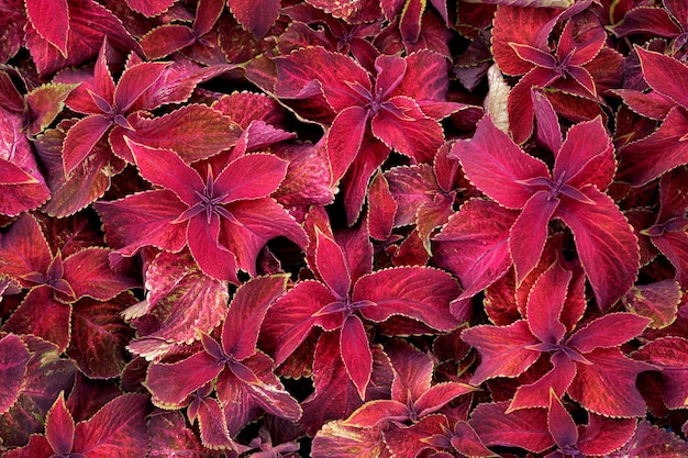 Foglie rosse luminose della vista dall'alto di coleus pianta perenne.