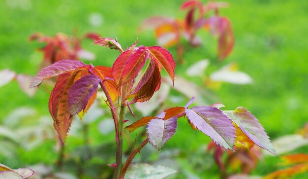 Foglie rosse luminose di rosa sull'erba verde