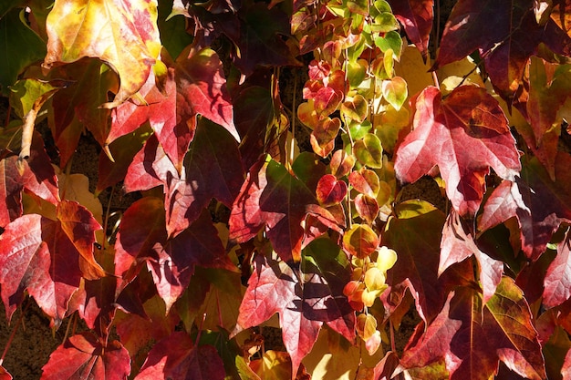 Foglie rosse luminose di uva da nubile primo piano Colori vivaci dell'autunno Parthenocissus