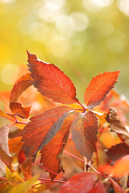 Foglie rosse su sfondo luminoso