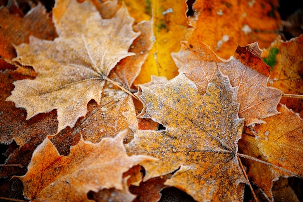 Foglie rosse, verdi, gialle del colorfull di fine naturale congelata di autunno.