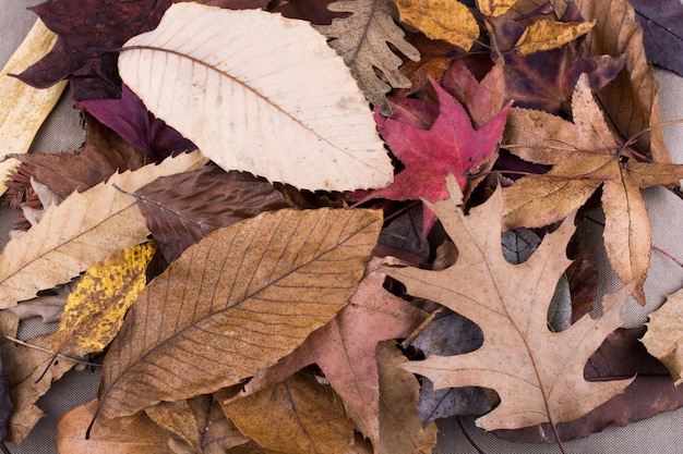 Foglie secche come sfondo autunnale