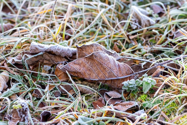 Foglie secche coperte di brina sull'erba durante il gelo del mattino