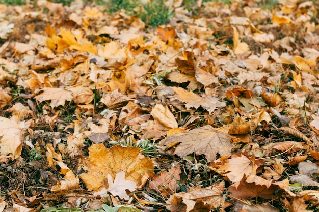 Foglie secche d&#39;autunno sull&#39;erba