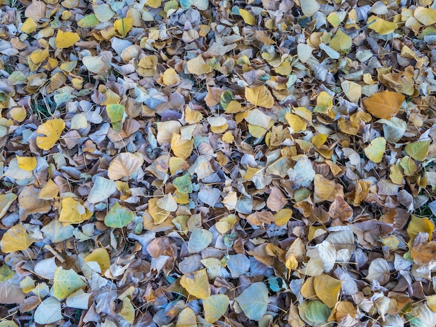 Foglie secche degli alberi nella stagione autunnale