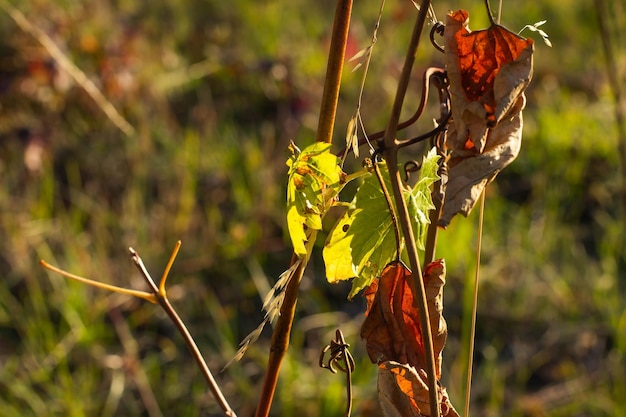 Foglie secche e giovani dell'uva in autunno sotto i raggi del sole