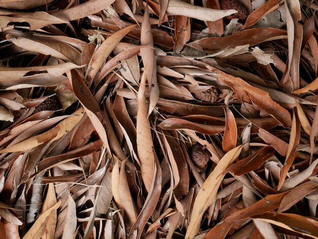 foglie secche marroni in estate all&#39;aperto della natura, fondo della pianta