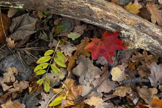 Foglie secche rosse gialle sulla terra nella priorità bassa di autunno di autunno