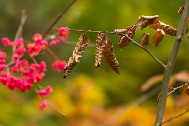 Foglie secche su un albero fiori rosa brillante con bacche rosse in autunno nella foresta