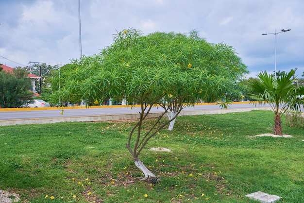 Foglie sottili dell'albero