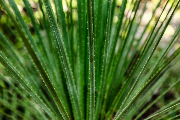 Foglie strette verde intenso di un cactus.