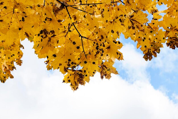 Foglie sugli alberi in autunno