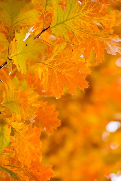 Foglie sui rami nella foresta autunnale