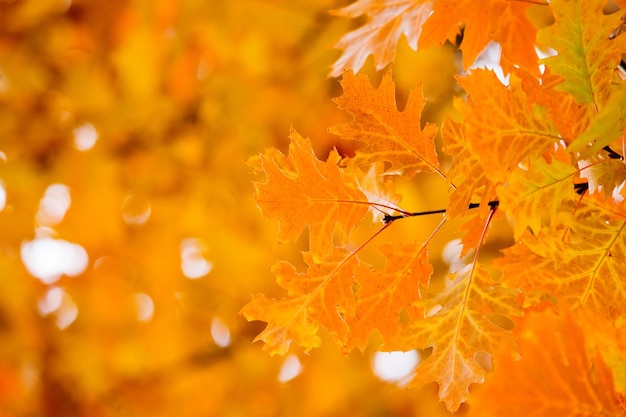 Foglie sui rami nella foresta autunnale.