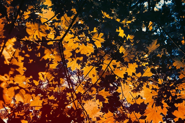 Foglie sui rami nella foresta d'autunno